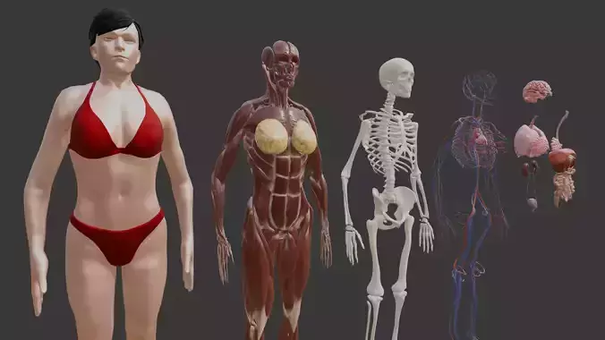 Animated Female Body Anatomy with inhale and exhale