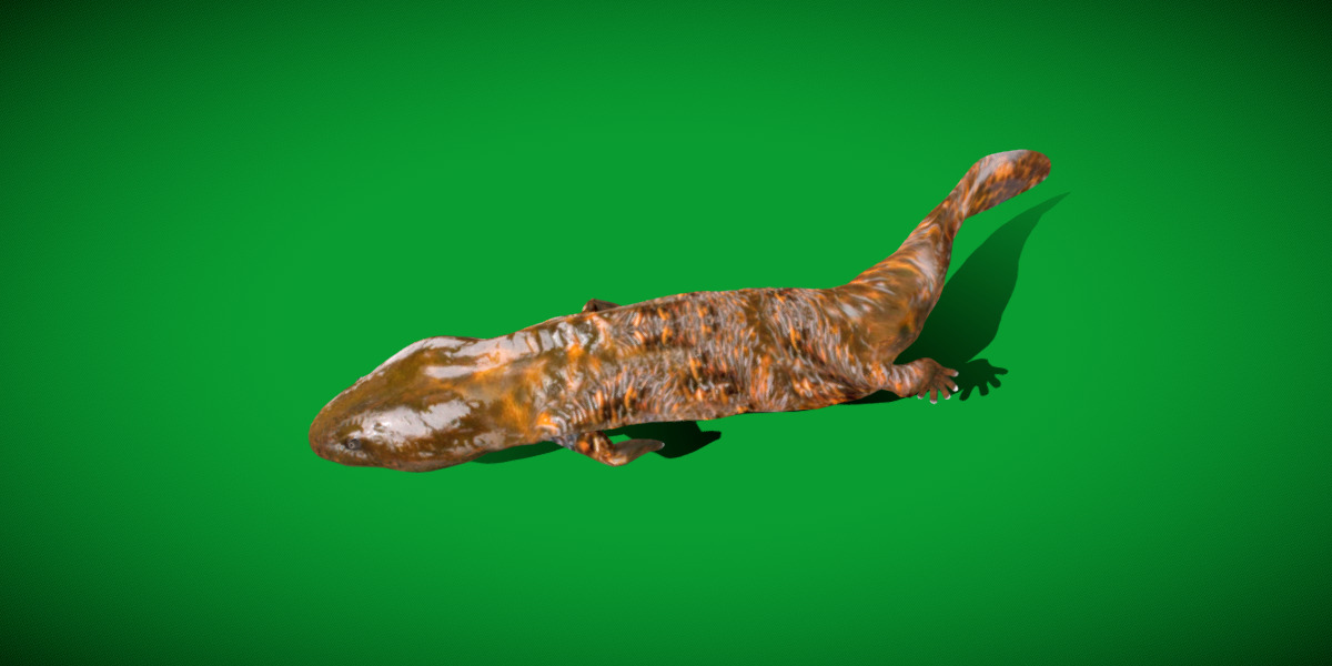 Hellbender Salamander Low-poly 3D model_15