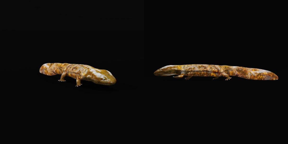 Hellbender Salamander Low-poly 3D model_4