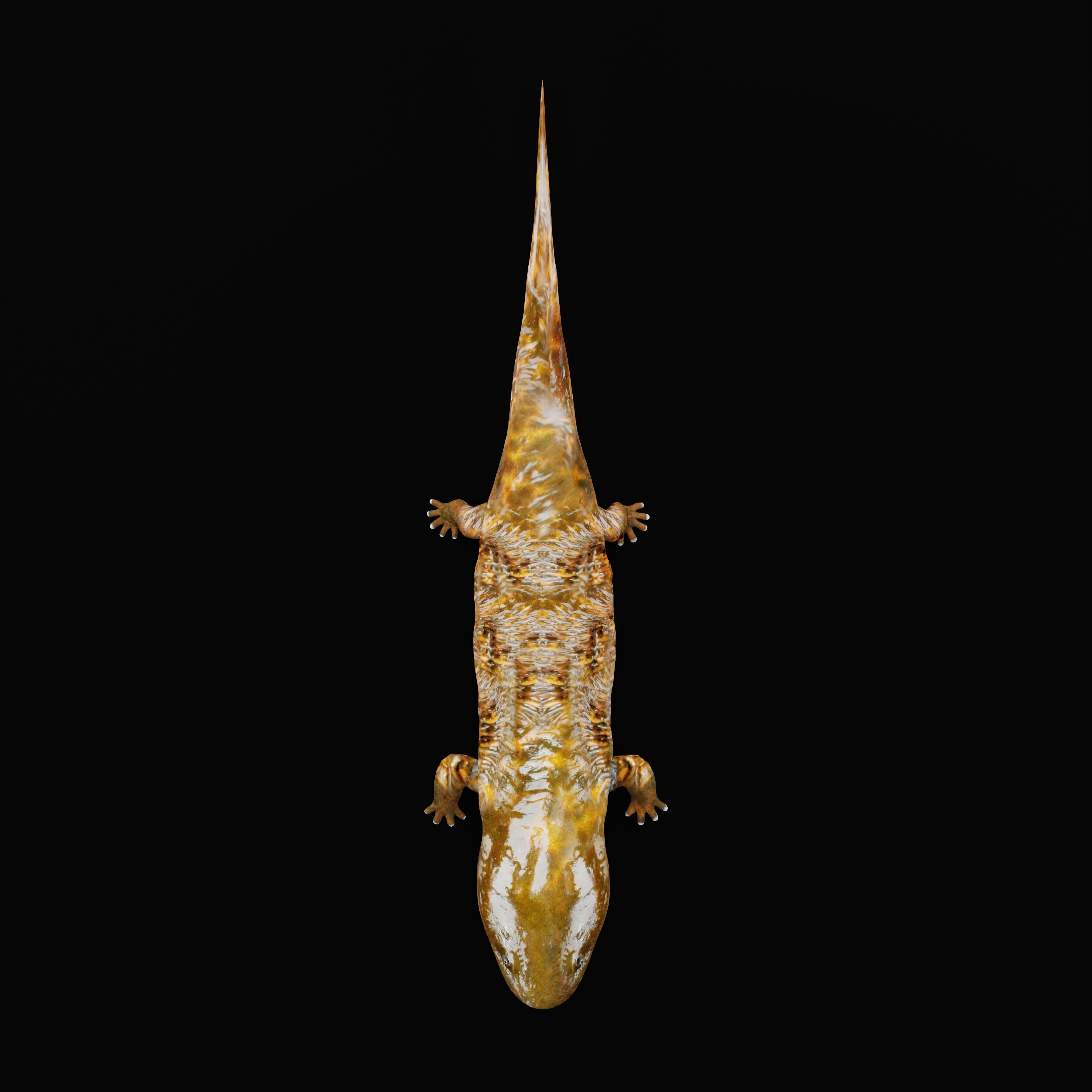 Hellbender Salamander Low-poly 3D model_35