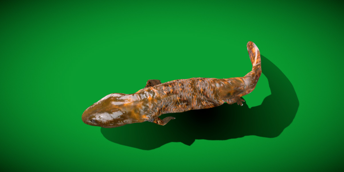 Hellbender Salamander Low-poly 3D model_10