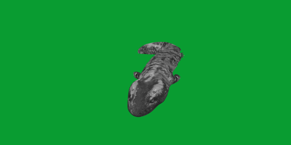 Hellbender Salamander Low-poly 3D model_8