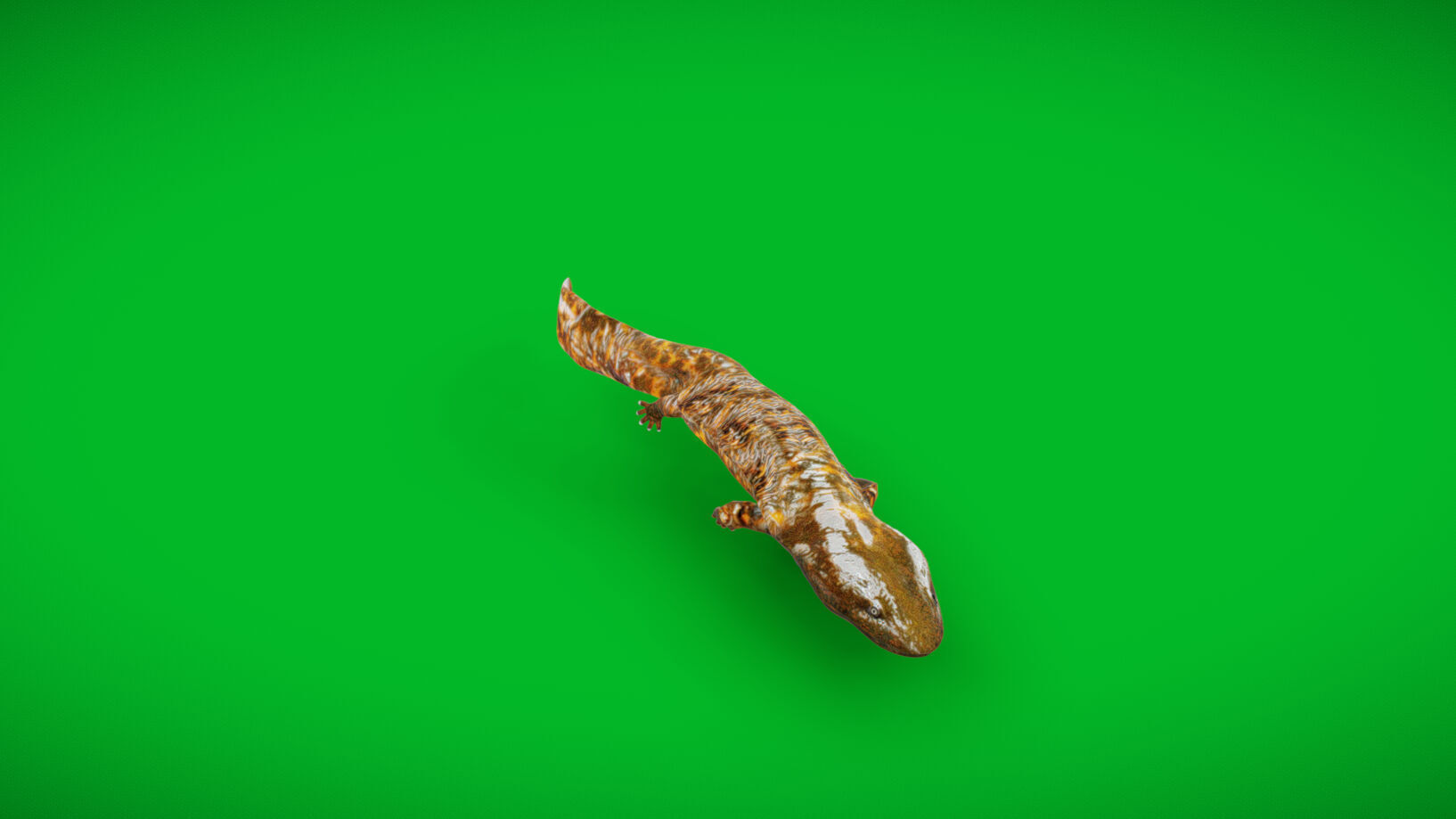 Hellbender Salamander Low-poly 3D model_31