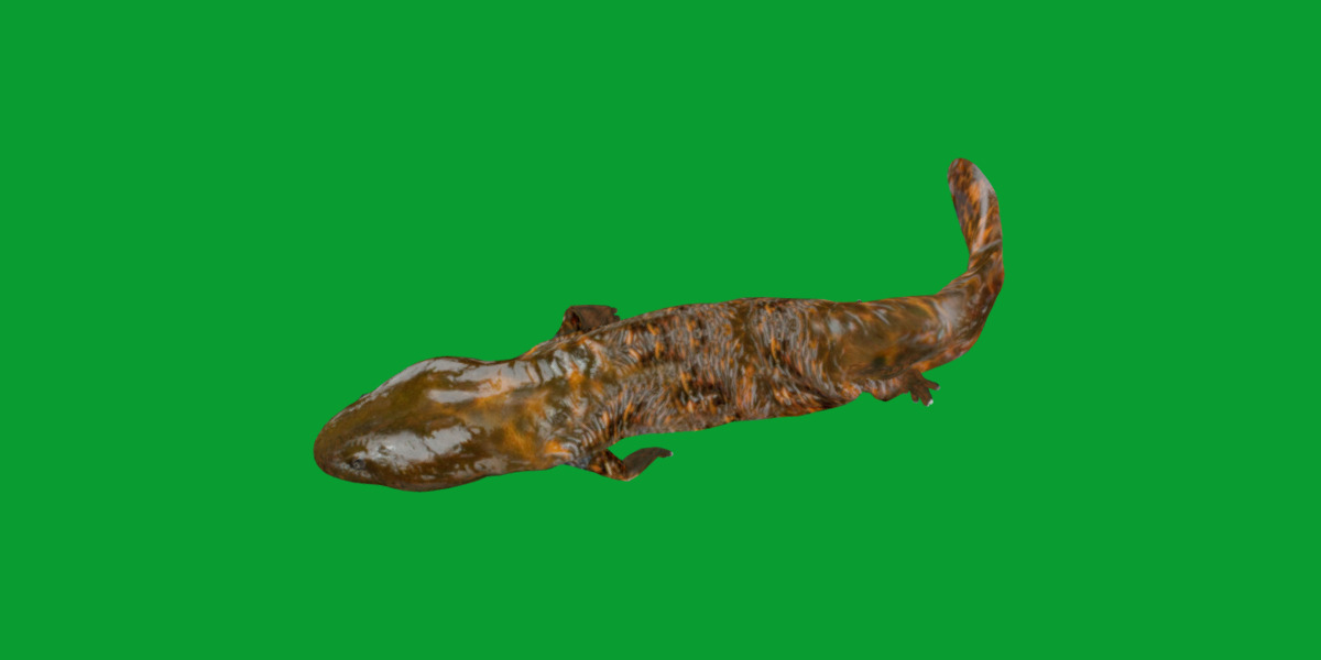 Hellbender Salamander Low-poly 3D model_9