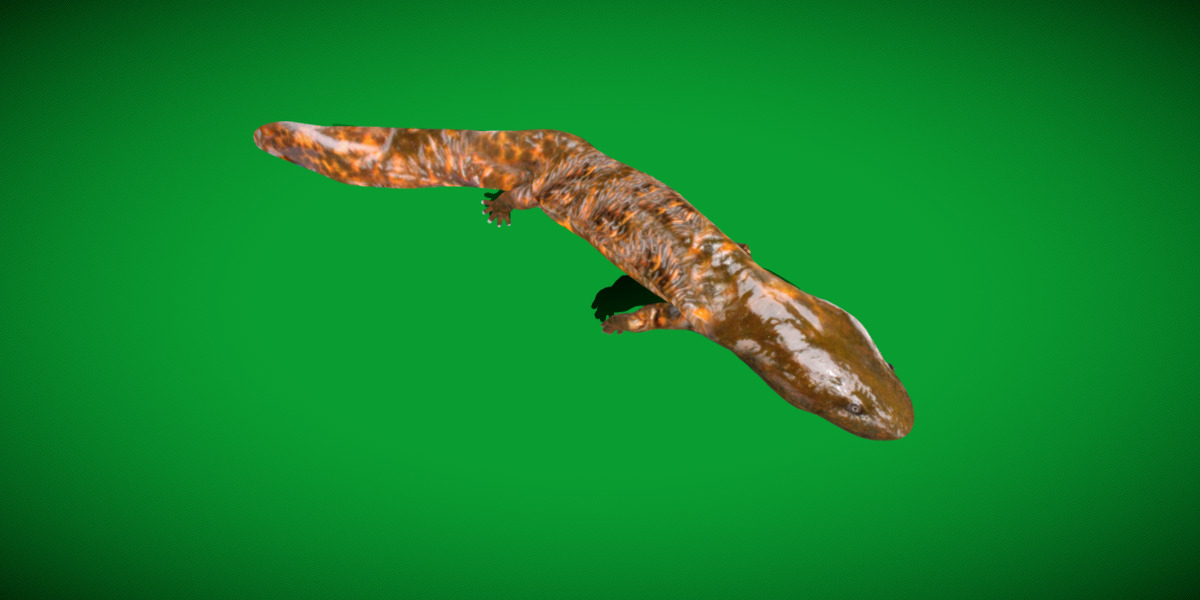 Hellbender Salamander Low-poly 3D model_22
