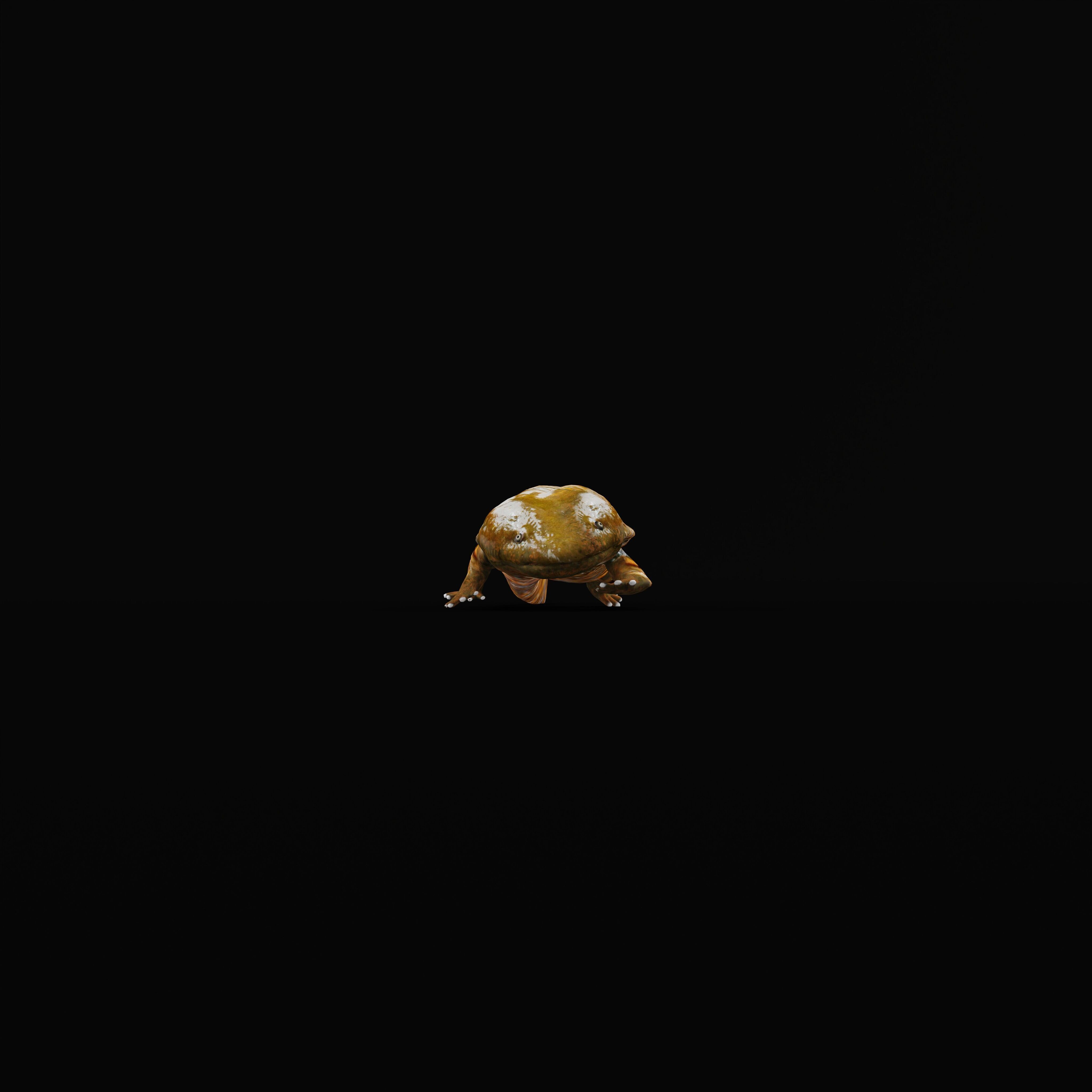 Hellbender Salamander Low-poly 3D model_33