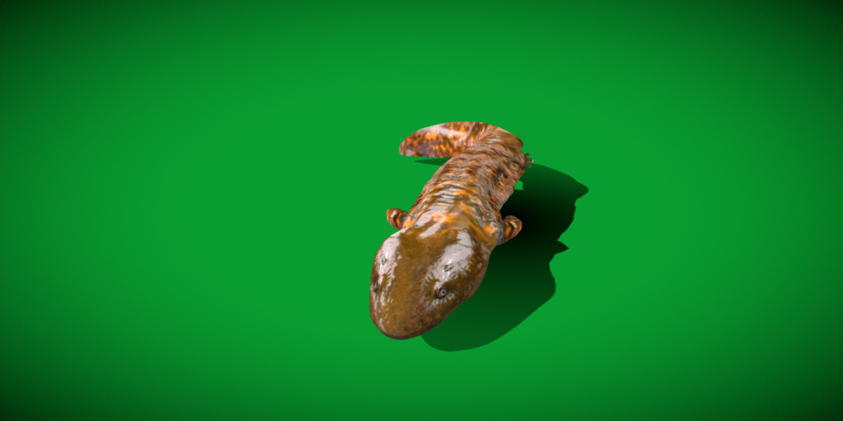 Hellbender Salamander Low-poly 3D model_5
