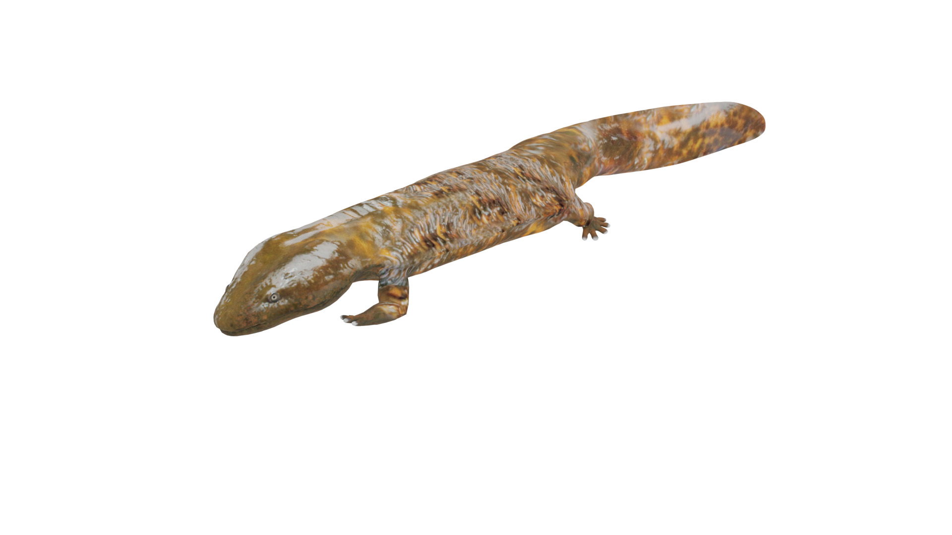 Hellbender Salamander Low-poly 3D model_2