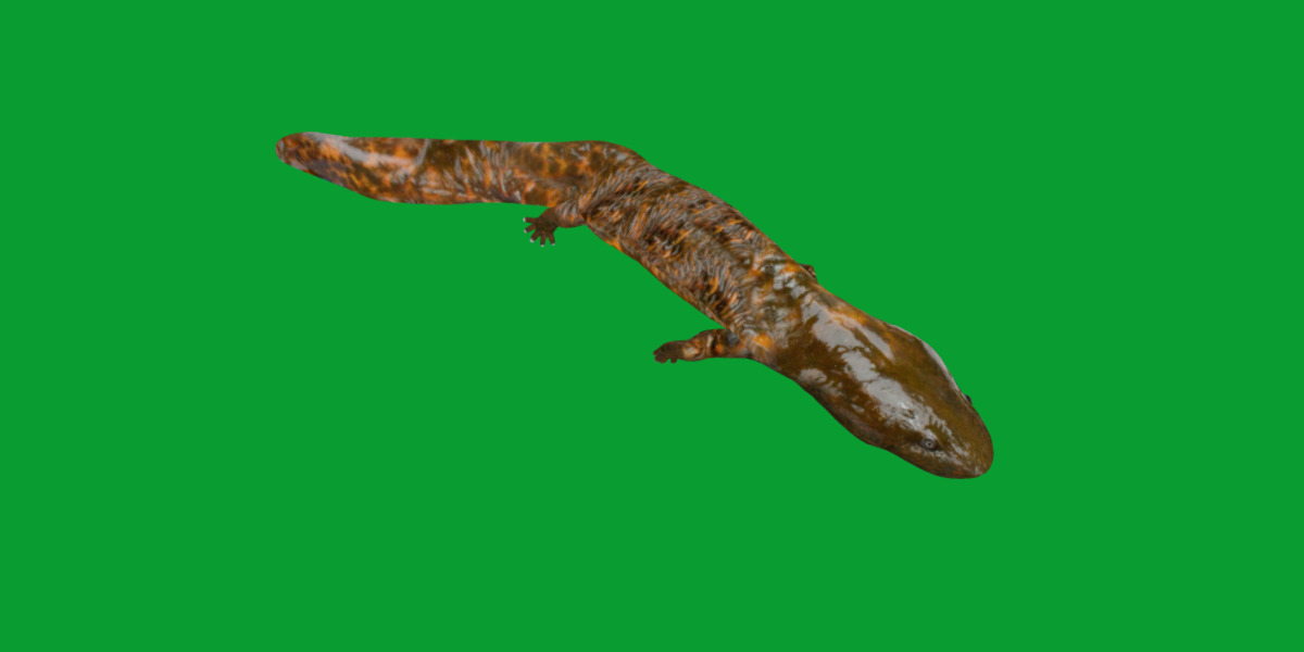 Hellbender Salamander Low-poly 3D model_26