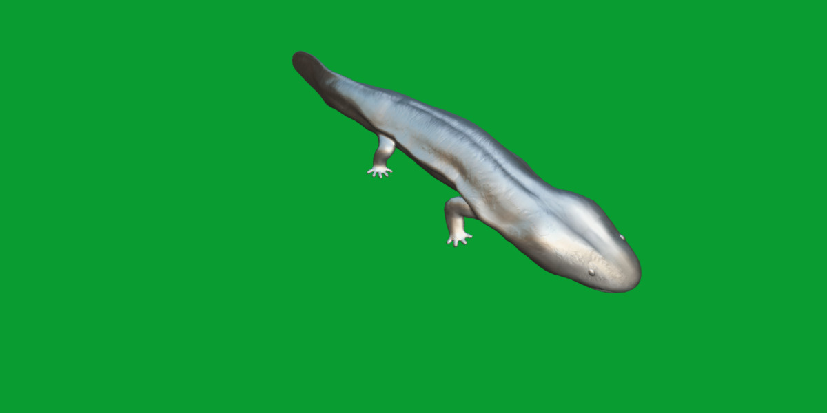Hellbender Salamander Low-poly 3D model_13