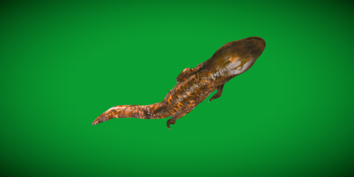 Hellbender Salamander Low-poly 3D model_28