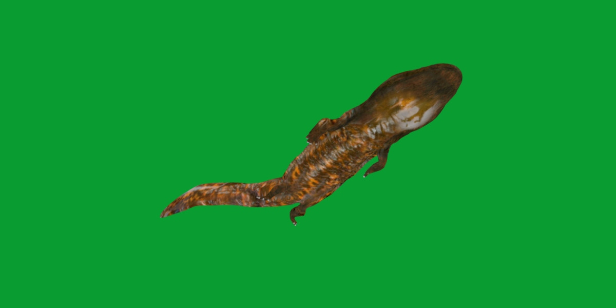 Hellbender Salamander Low-poly 3D model_27
