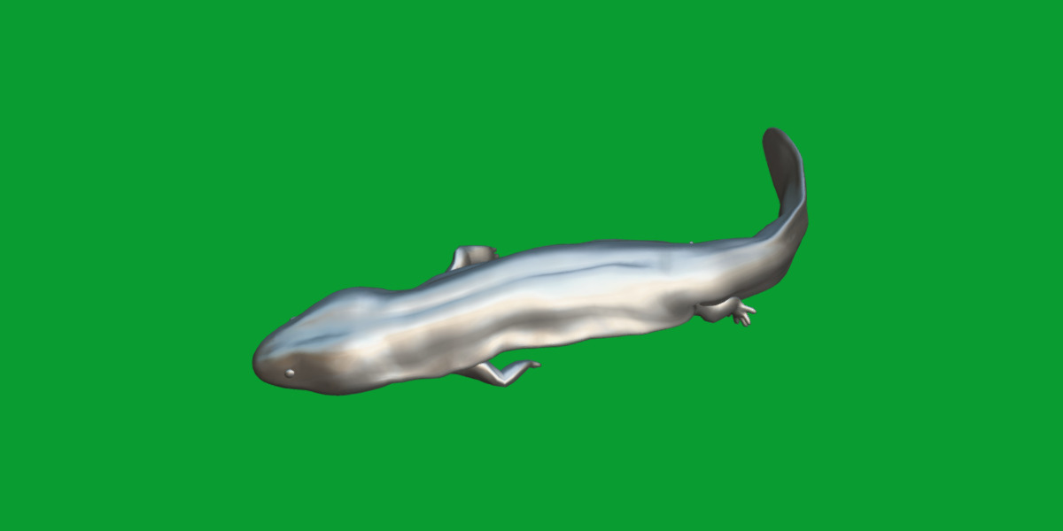 Hellbender Salamander Low-poly 3D model_11