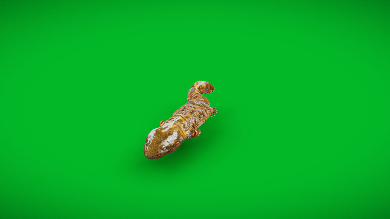 Hellbender Salamander Low-poly 3D model_30