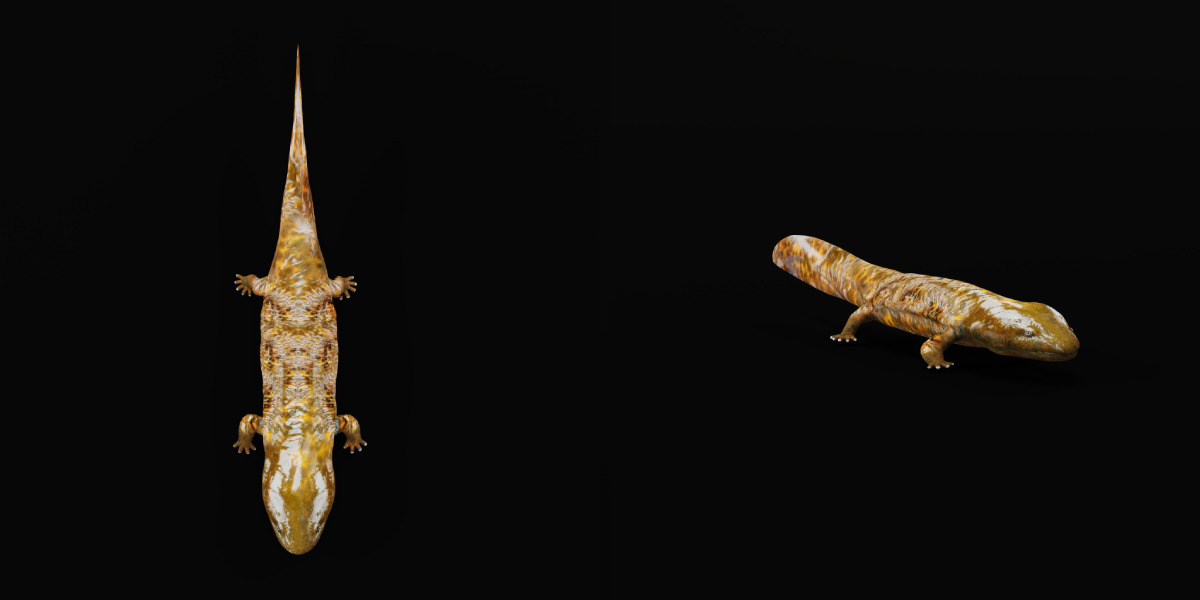 Hellbender Salamander Low-poly 3D model_23