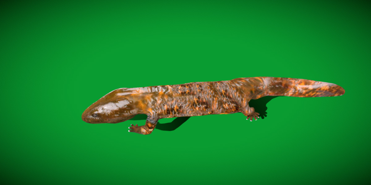 Hellbender Salamander Low-poly 3D model_29