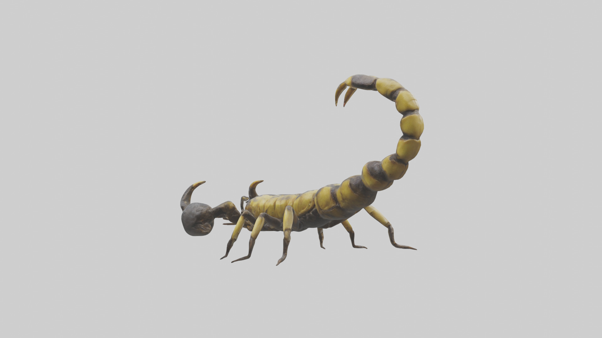 Scorpion standing alert model Low-poly 3D model_3