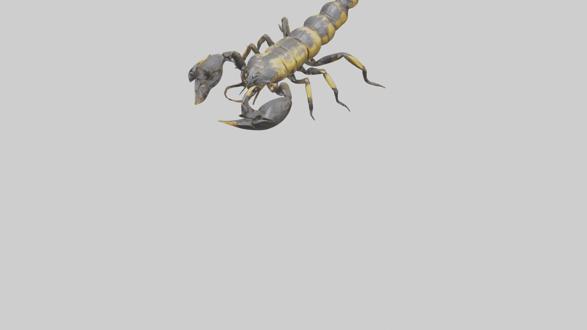 Scorpion standing alert model Low-poly 3D model_7