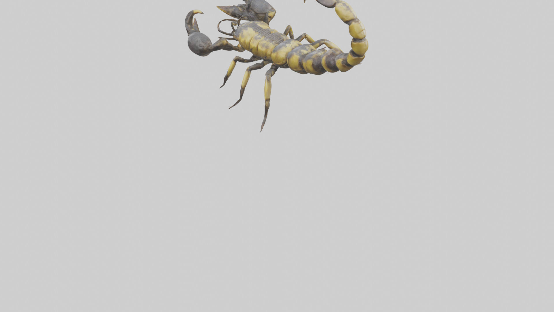 Scorpion standing alert model Low-poly 3D model_5