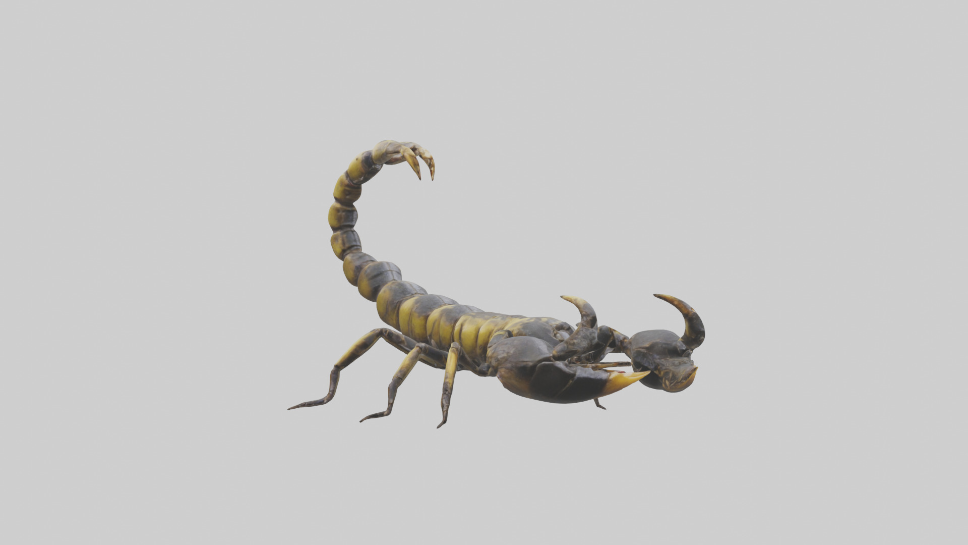 Scorpion standing alert model Low-poly 3D model_11