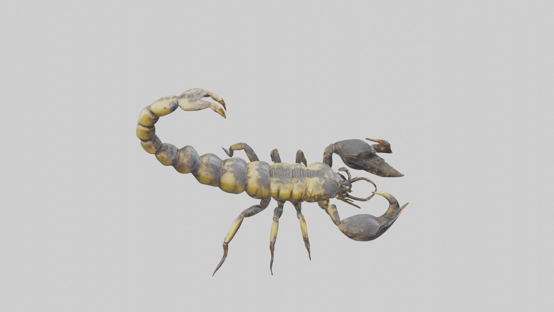 Scorpion standing alert model Low-poly 3D model_18