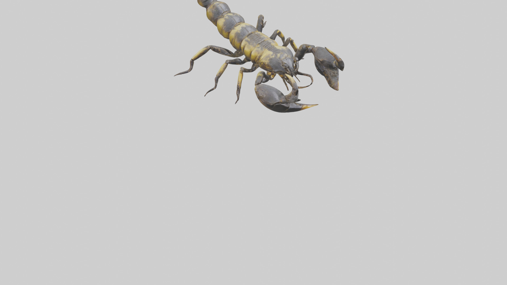 Scorpion standing alert model Low-poly 3D model_8