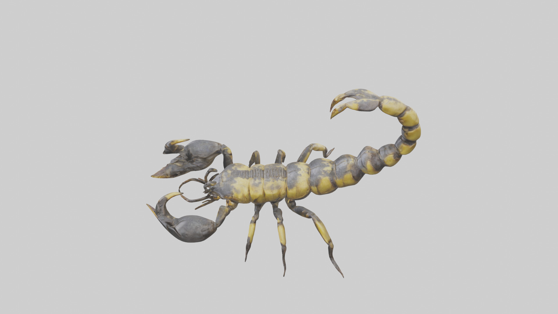Scorpion standing alert model Low-poly 3D model_17