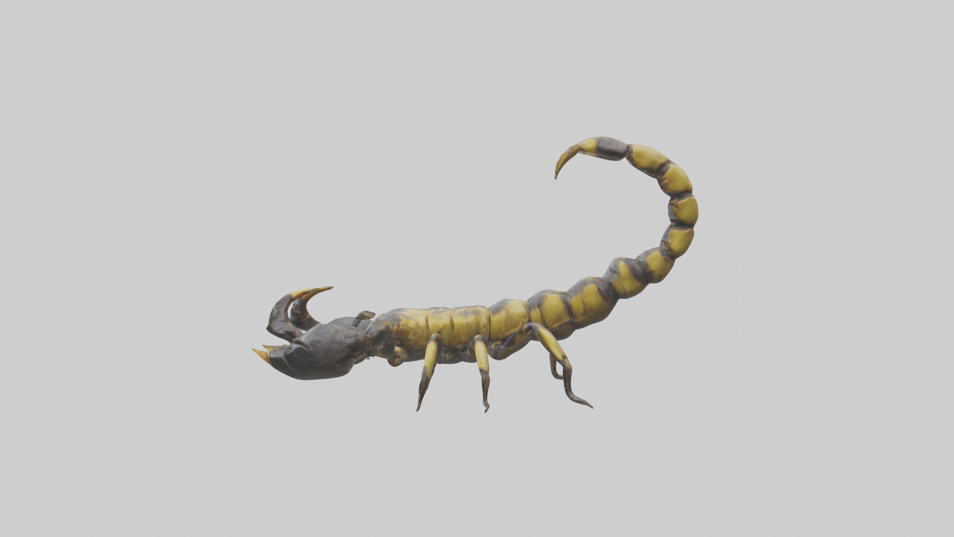 Scorpion standing alert model Low-poly 3D model_12