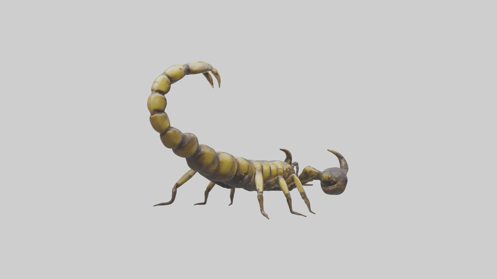 Scorpion standing alert model Low-poly 3D model_4