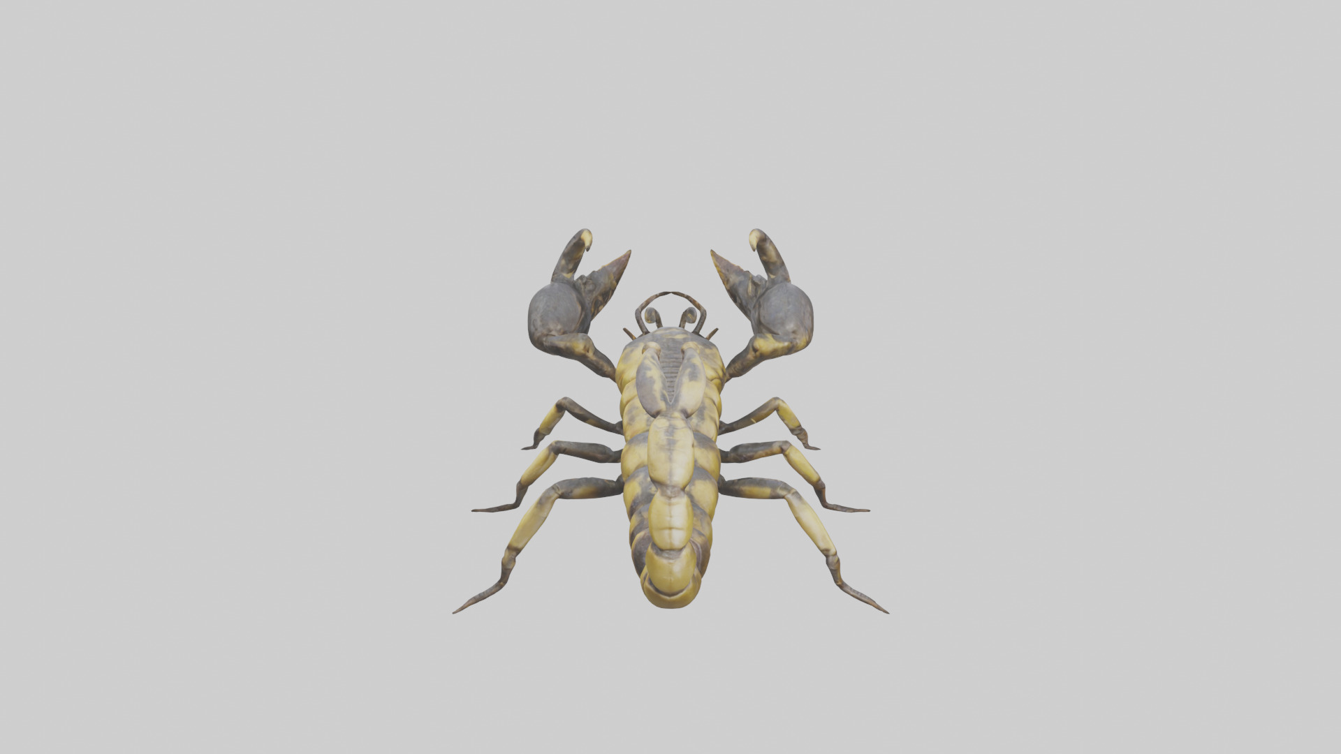 Scorpion standing alert model Low-poly 3D model_15