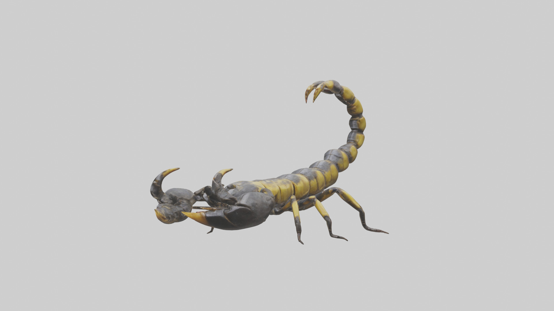 Scorpion standing alert model Low-poly 3D model_1
