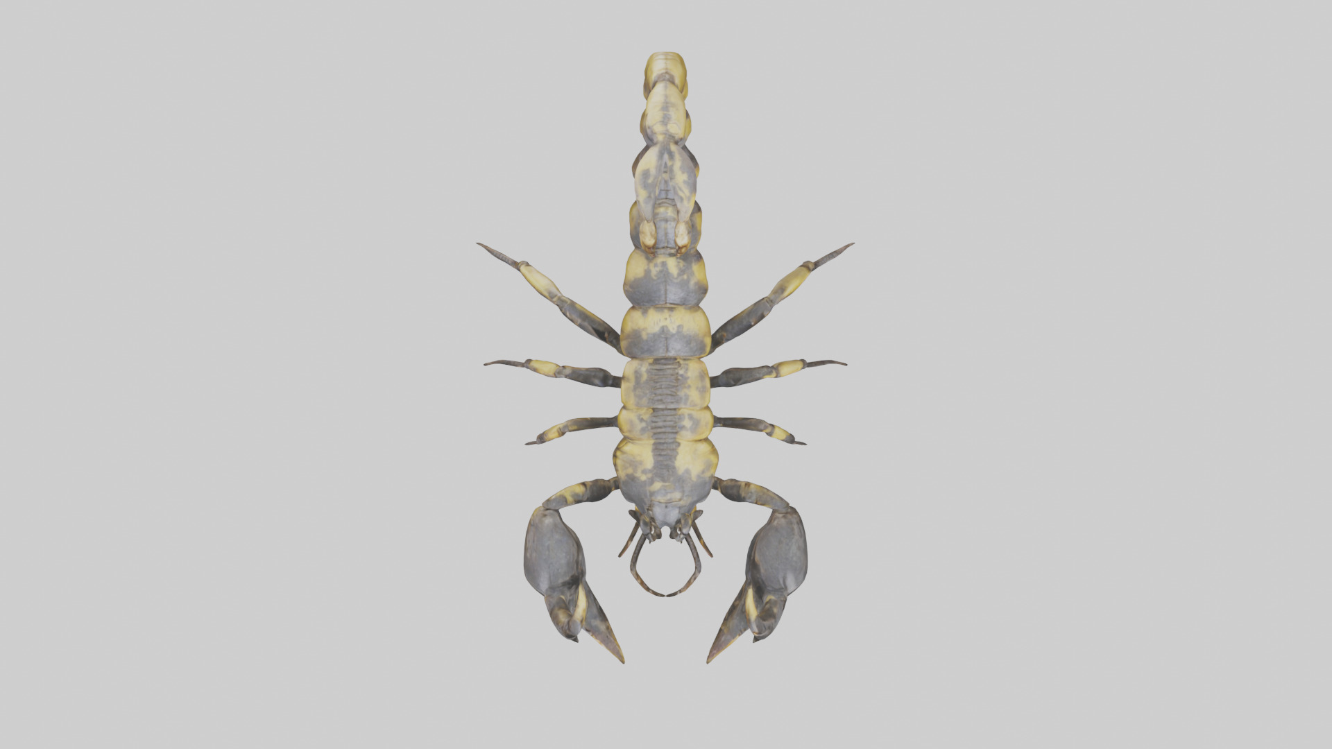 Scorpion standing alert model Low-poly 3D model_14