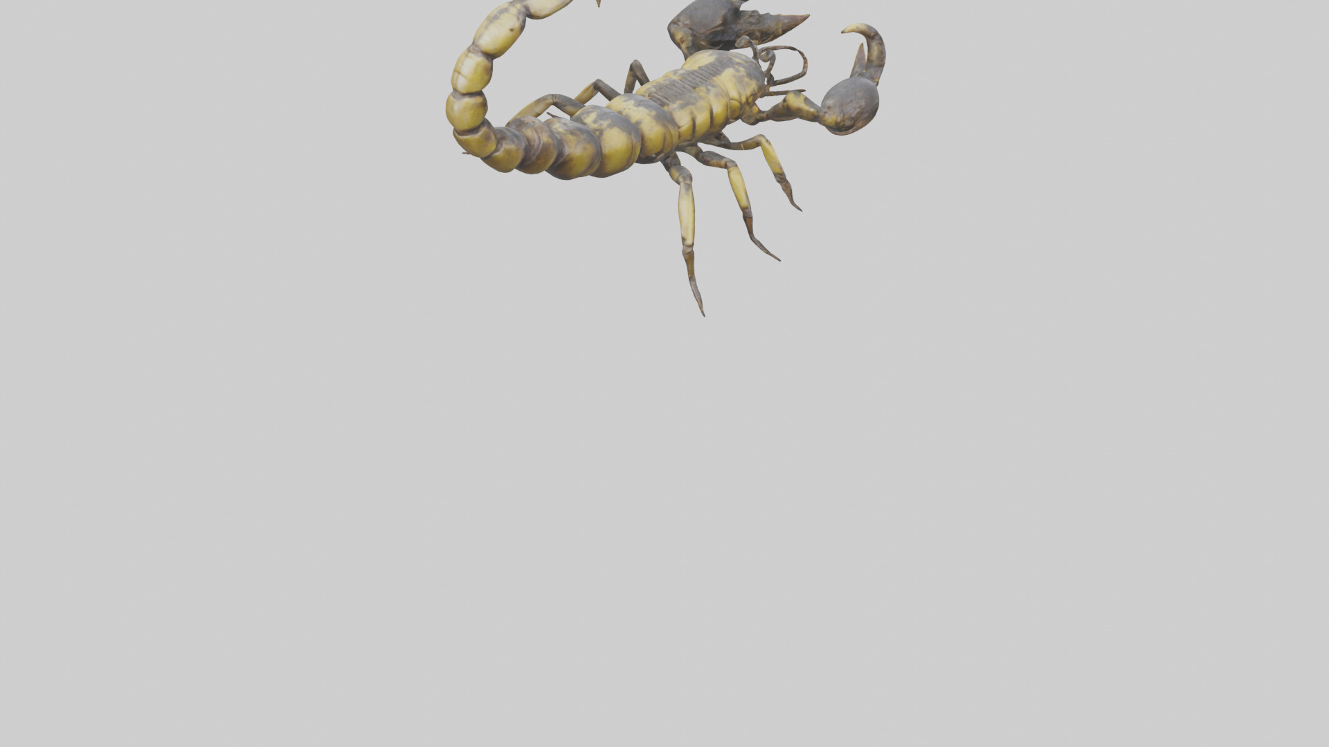 Scorpion standing alert model Low-poly 3D model_6