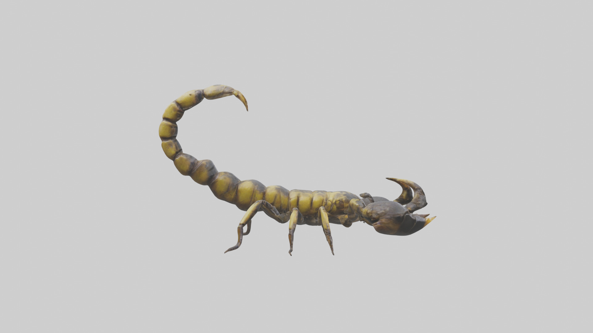 Scorpion standing alert model Low-poly 3D model_13