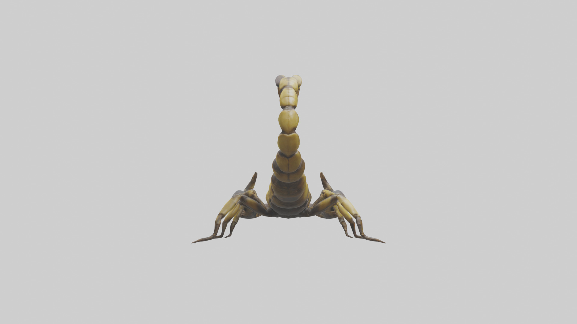 Scorpion standing alert model Low-poly 3D model_2
