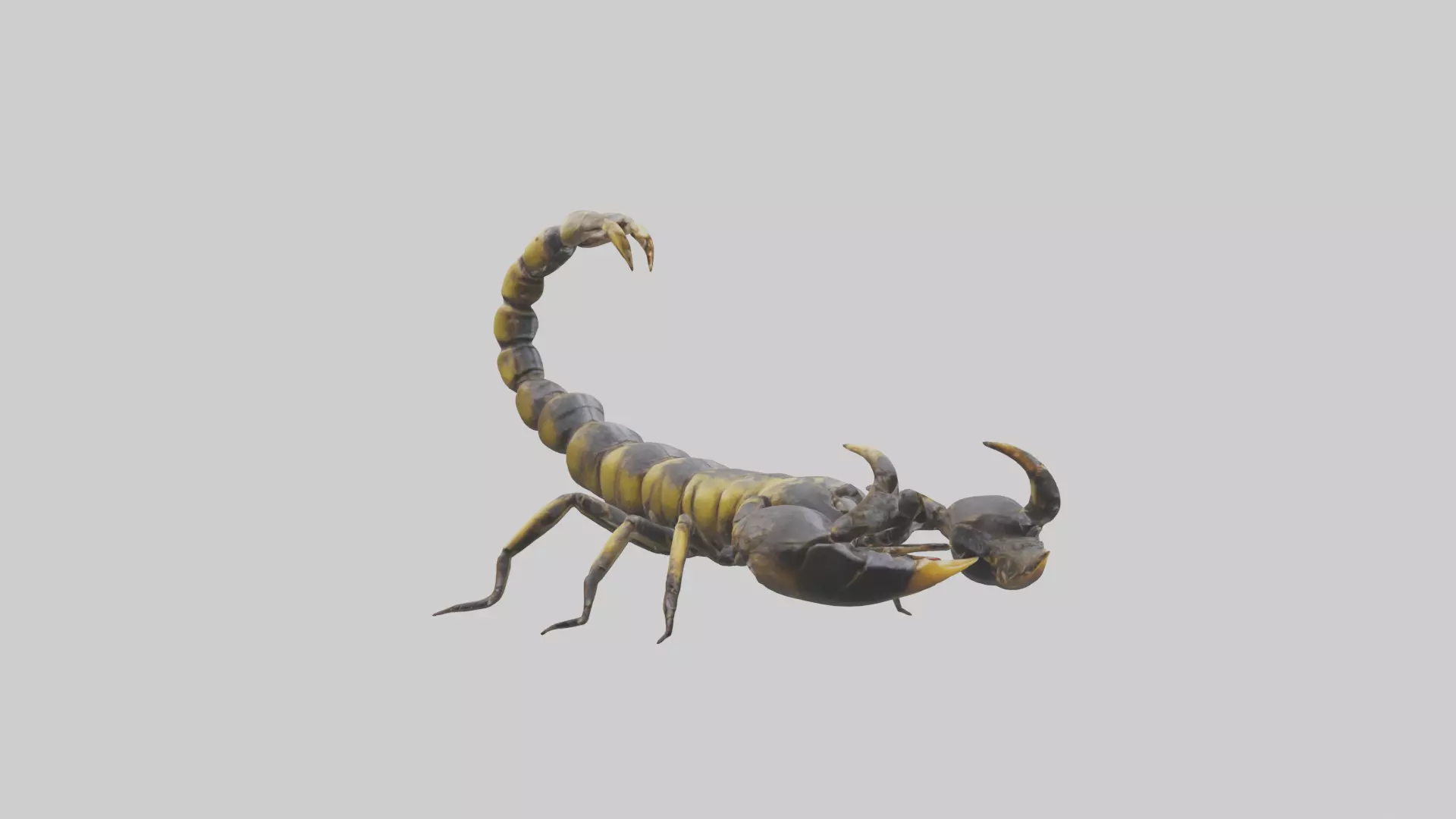 Scorpion standing alert model Low-poly 3D model_0
