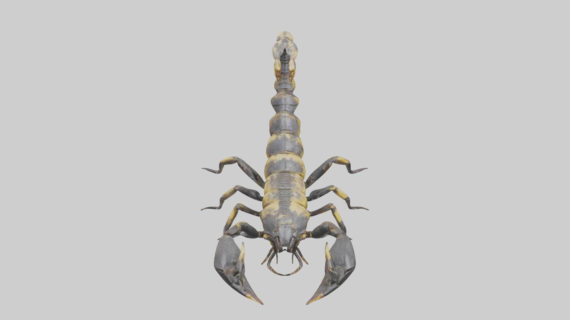 Scorpion standing alert model Low-poly 3D model_16