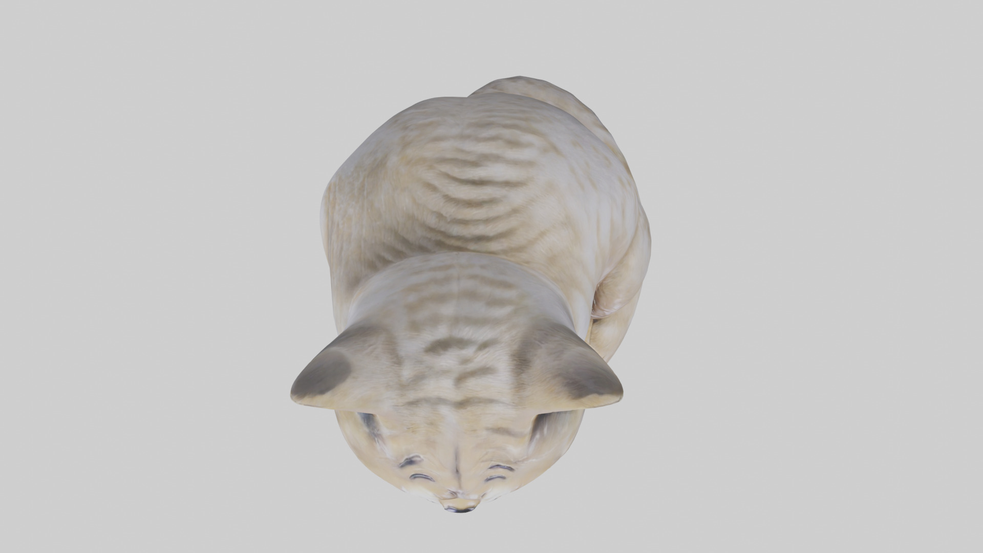 Scottish Fold Cat statue model Low-poly 3D model_14