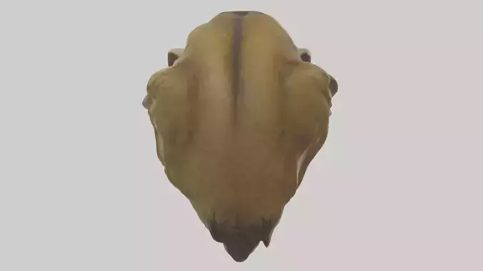 Sculpted Lion head model