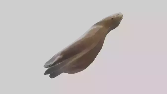 Sea Lion Flippers Model Low-poly 3D model