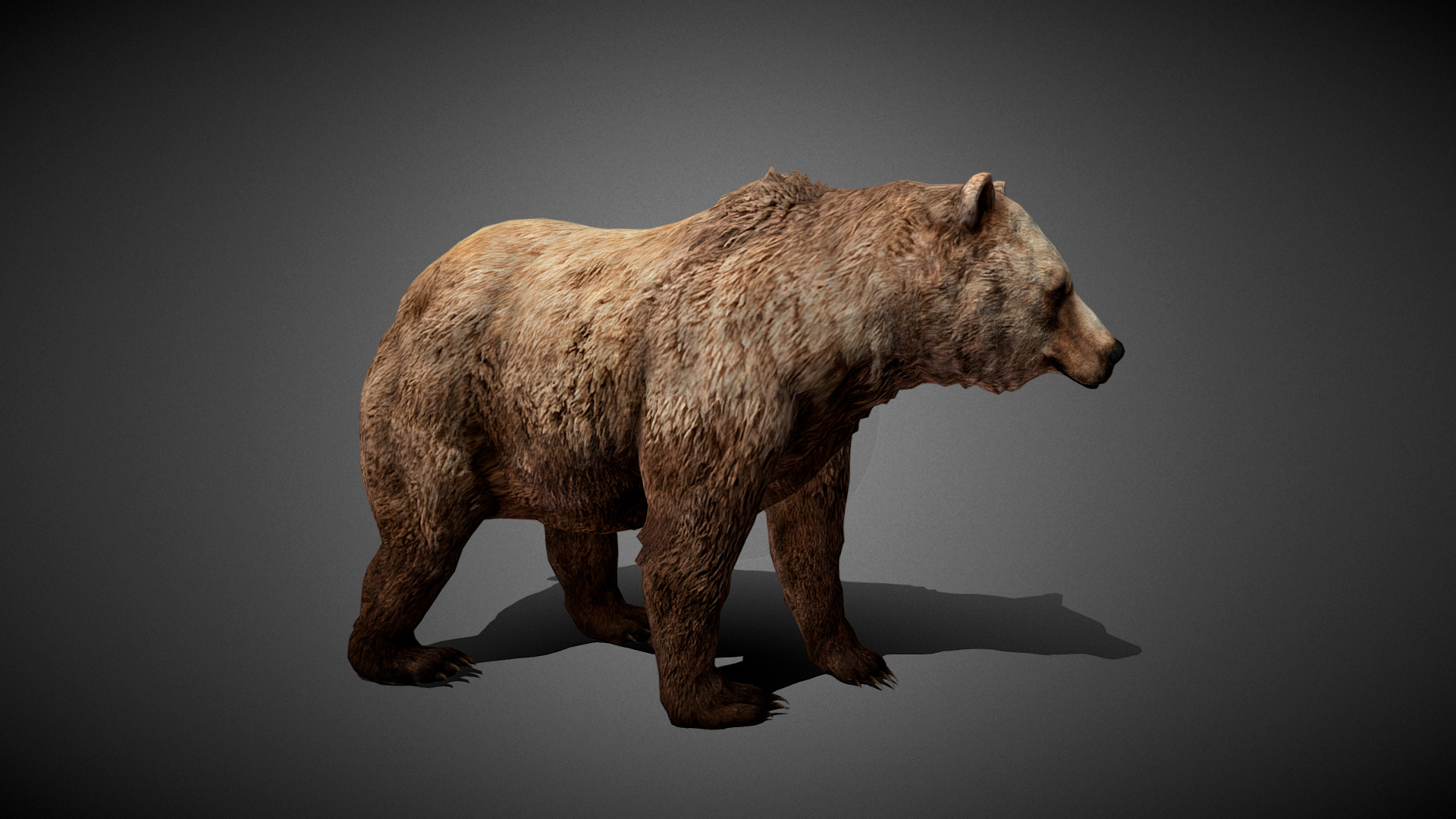 Bear Animated 3D Model Low-poly 3D model_2