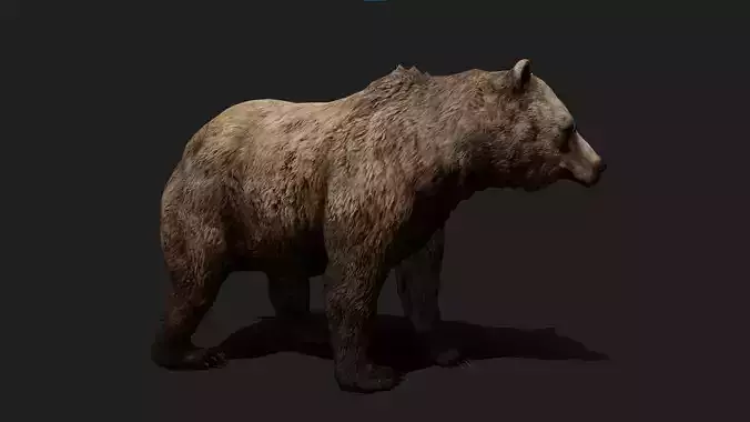 Bear Animated 3D Model Low-poly 3D model
