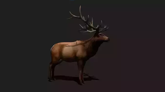 Elk Animated 3D Model