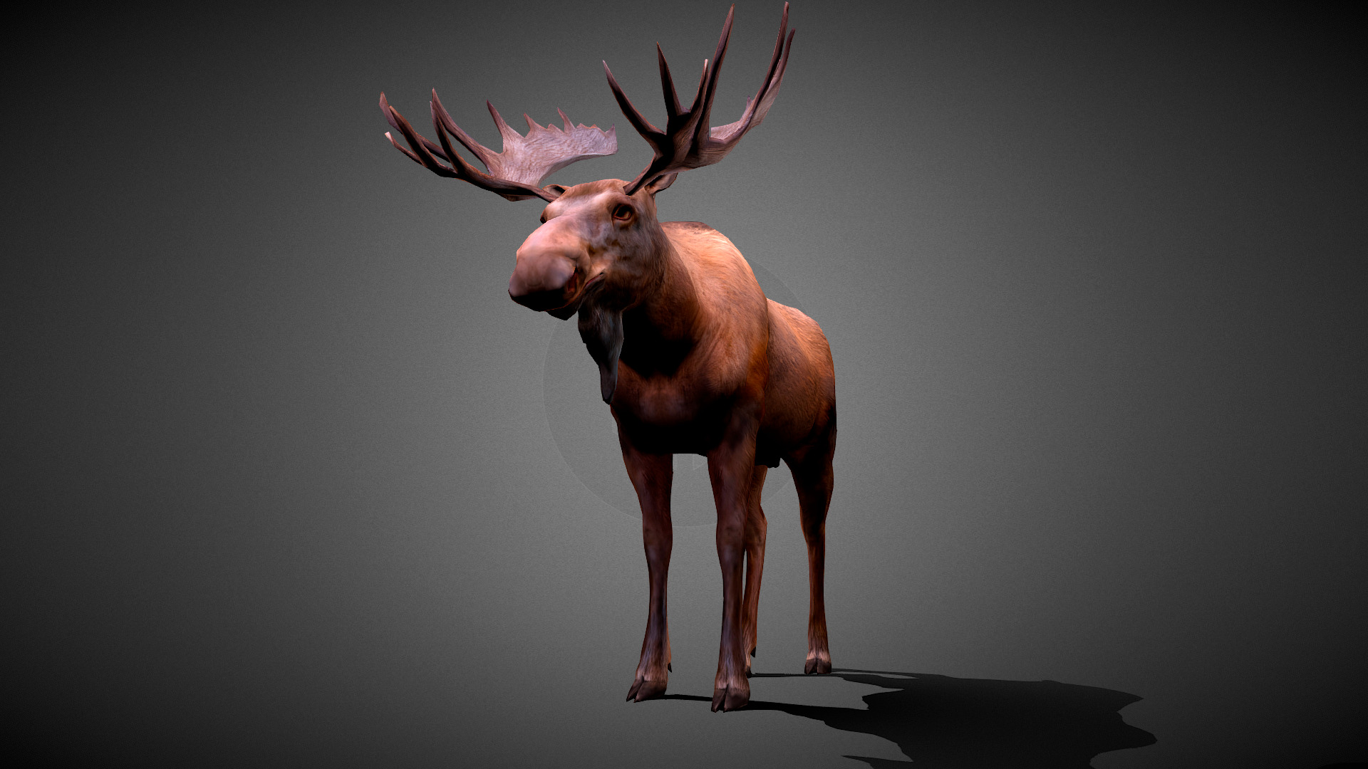 Moose Animated Model Low-poly 3D model_3