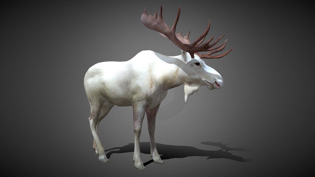 Moose Animated Model Low-poly 3D model_5