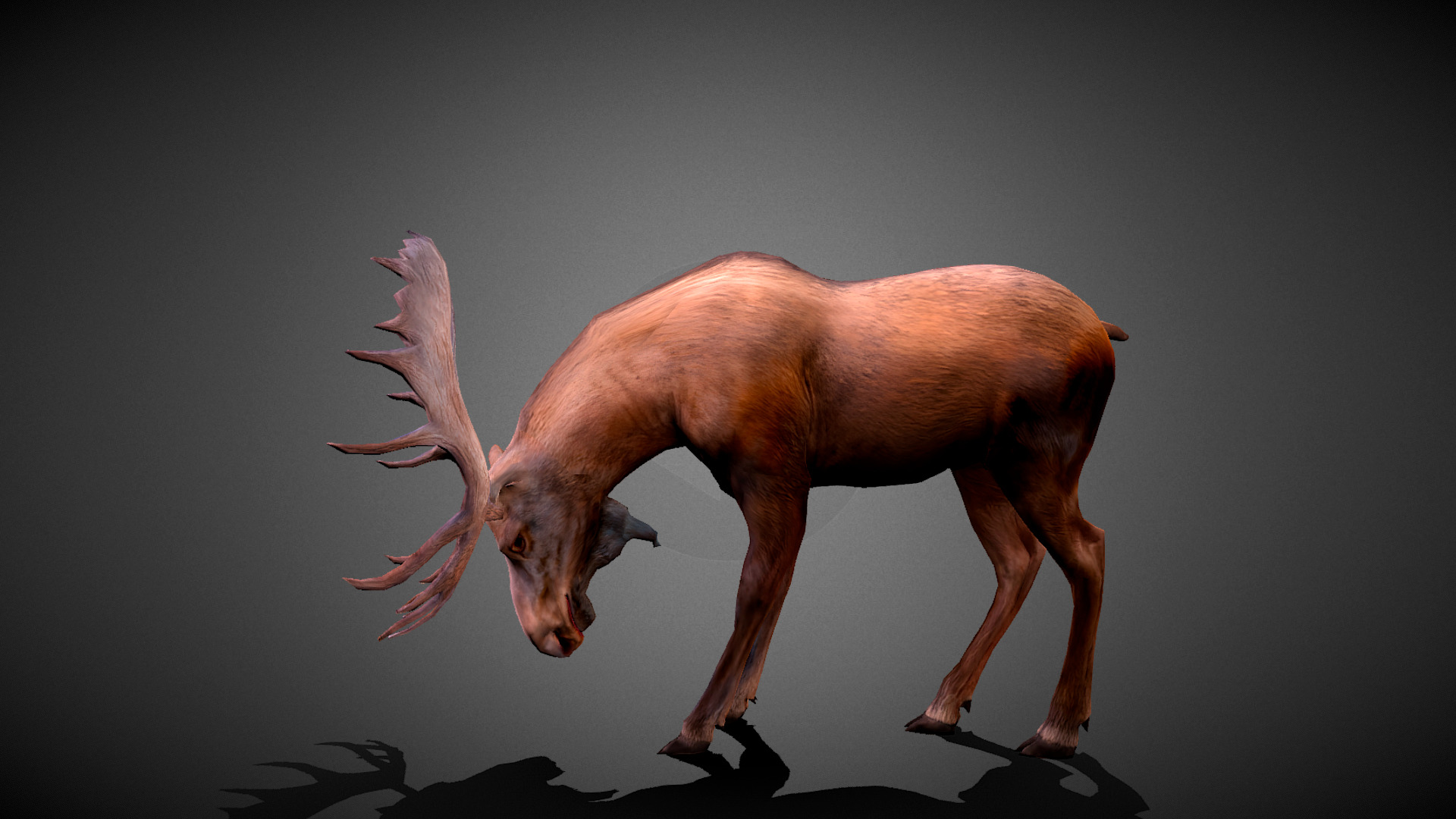 Moose Animated Model Low-poly 3D model_4