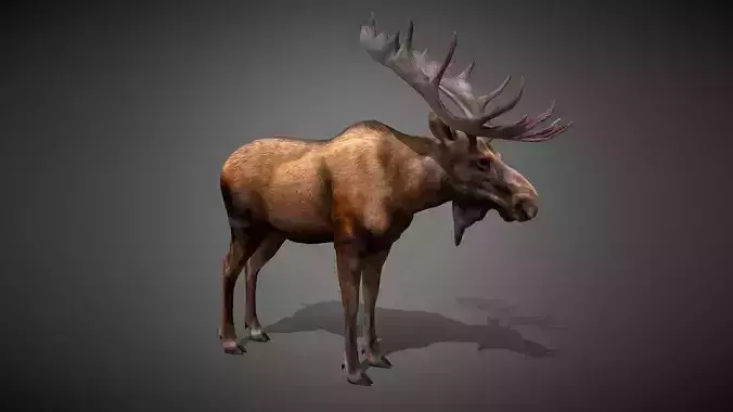 Moose Animated Model Low-poly 3D model