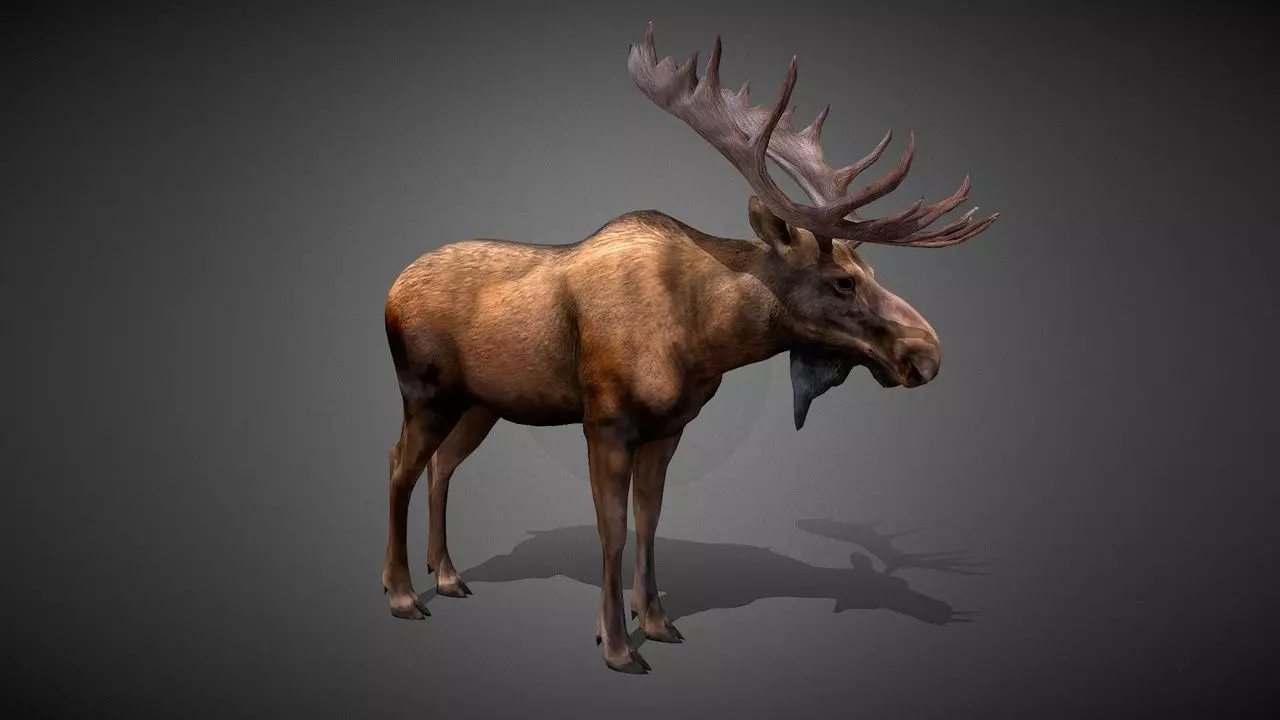 Moose Animated Model Low-poly 3D model_0
