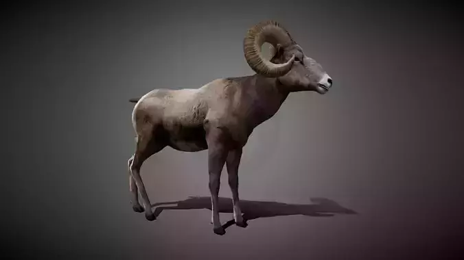 Bighorn Animated 3D Model