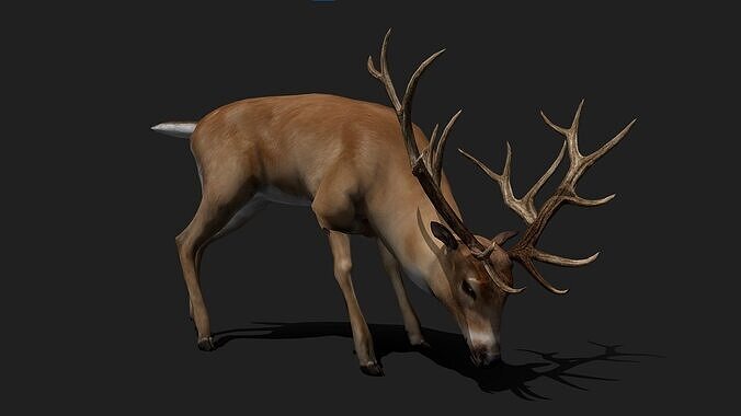 Deer Animated 3D Model Low-poly 3D model